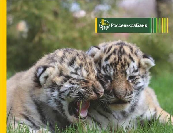 Удмуртский филиал Россельхозбанка выпустил более тысячи карт «Амурский тигр»
