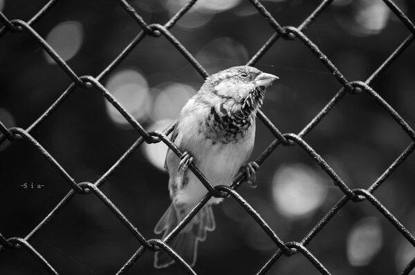 �������� ������ ����� � ������������ - ���� ��. �.�. ��������