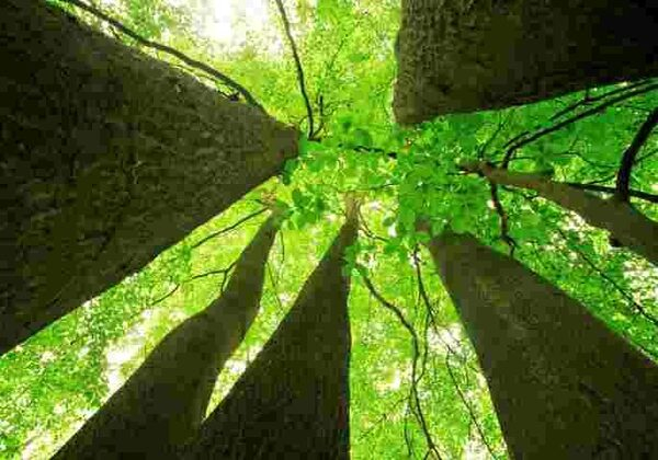WWF  KASTAMONU    