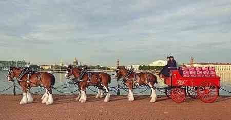 BUD Alcohol free   Clydesdales*         