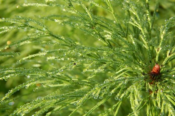 � ����� �������� ����������� ������������ ���� ������� �������