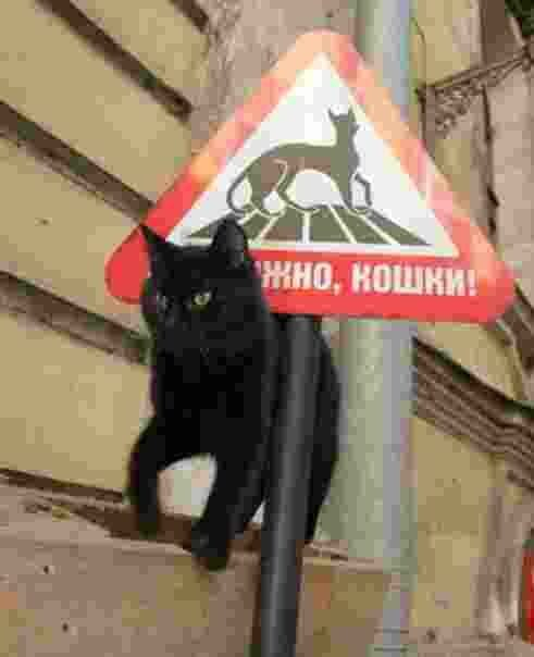 Котофикация дворов Петербурга!
