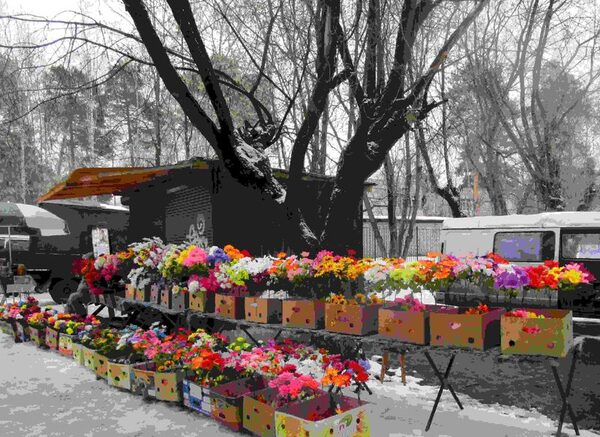 Операция «Аленький цветочек» в Дмитрове