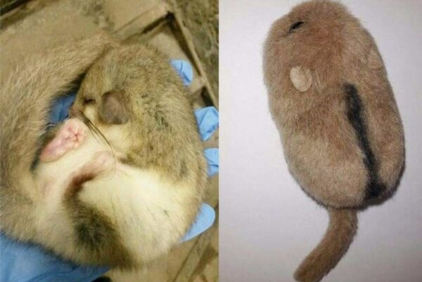 ��� ���������� ������������ � ������� ����������� ��������