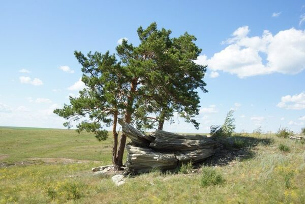 ����� ��������� �� ������ ���