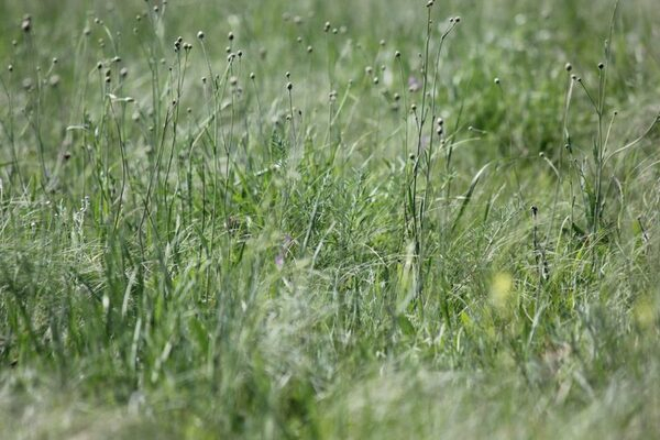 ������ ����������� ������ �������� �����