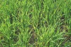 Беспахотная No till технология на Дону дает хорошие всходы озимых