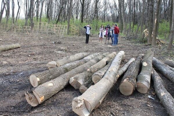 Активисты ОНФ провели рейд на окраине Черкесска, где были выявлены факты вырубки деревьев