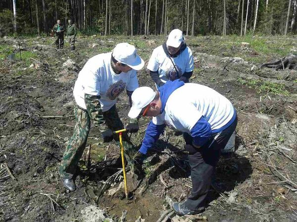 В рамках акции «Лес Победы» сотрудники Госадмтехнадзора  посадили почти 2,5 тысячи деревьев