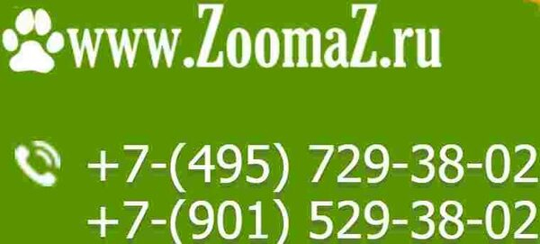  5%   ZOOMAZ    