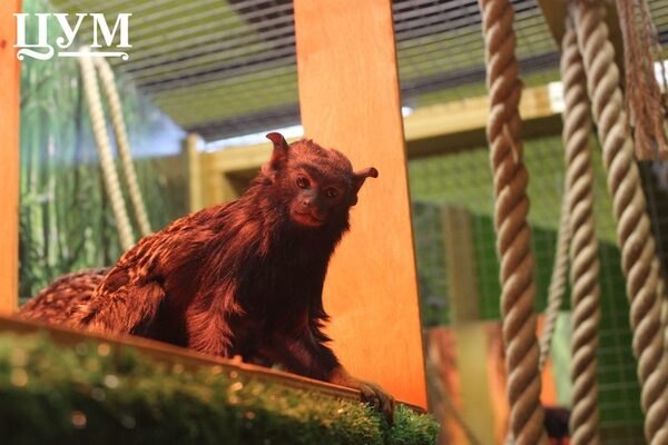     ZOO 