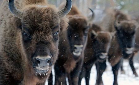 WWF thanks Ingstad (ACEX Lithuania) for bisons