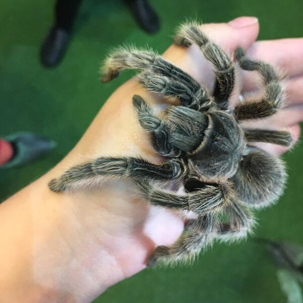 � ���� ������ � 