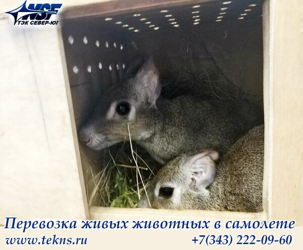 ��� �����-�� ������� ����������� �������� ���� ���������� ��� (������� �� ��������� ���������) �� ������������� � �����-���������