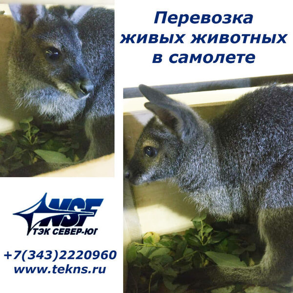 ��������� ������� ����������� ����������� �� ������������� � �����������