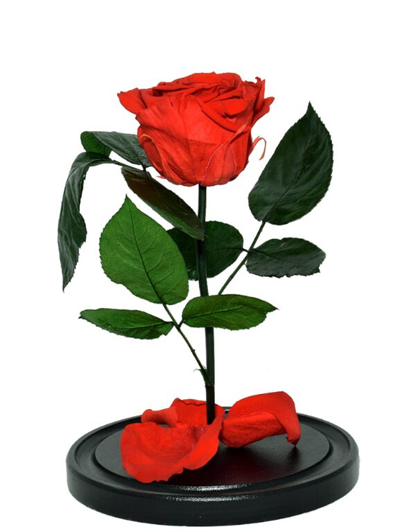 ������������ ���� � ����� �� Goodly Studio �� ��������� �����