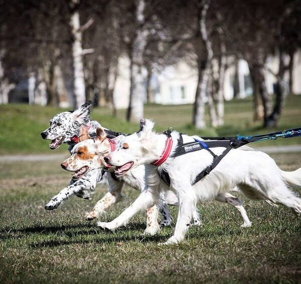 SledDogSport        Instagram!