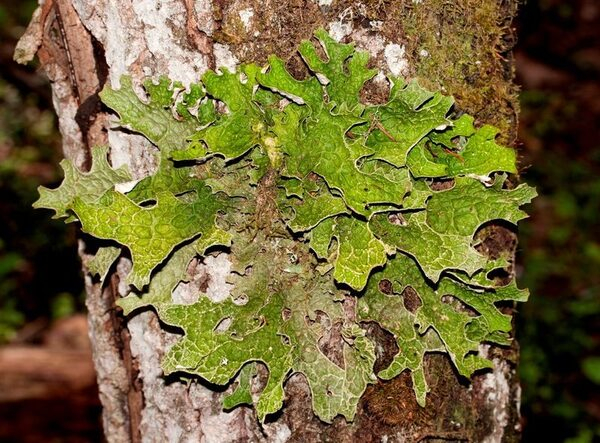 �������� ����� ��������� ��������� ���������� ����� �������