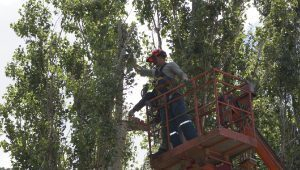 ������������ �������� ��� ���������� ���������� ���������������� �������