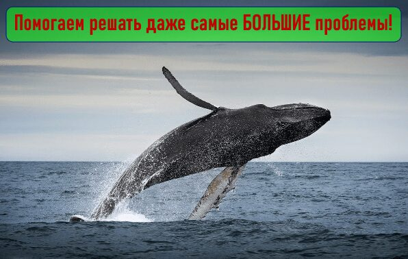 ��� ������ - ���������� ������-������ ������� ��������� �������