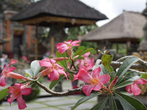       Arrow Hotels and Resorts