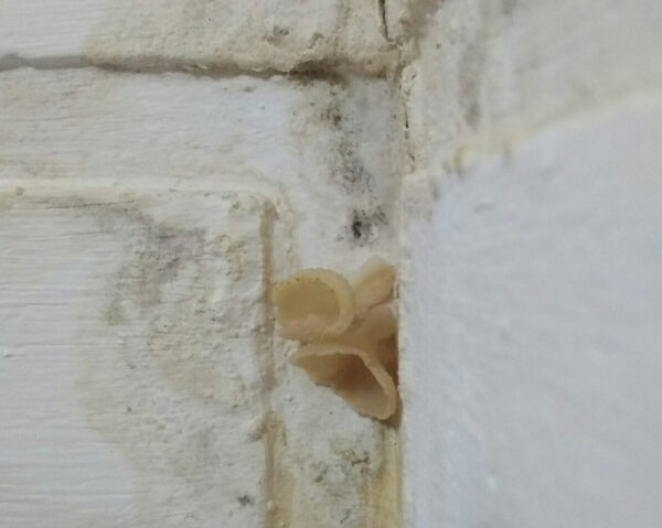          ,    -   