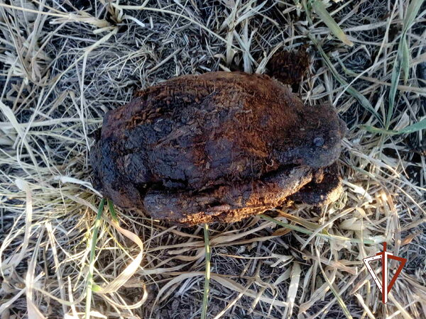 ������������� ���� ���������� ���������, ������������ ������� ������� ������� ���������� �������