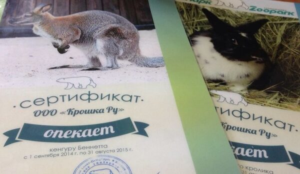 «Крошка Ру» - один из опекунов Ленинградского зоопарка «Крошка Ру» - один из опекунов Ленинградского зоопарка