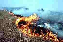 Вадим Потомский поручил подготовить правовой акт о запрете сжигания сухой растительности Вадим Потомский поручил подготовить правовой акт о запрете сжигания сухой растительности