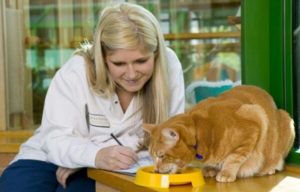 WikiVet и Mars Petcare объединят усилия в продвижении здорового питания для кошек и собак WikiVet и Mars Petcare объединят усилия в продвижении здорового питания для кошек и собак