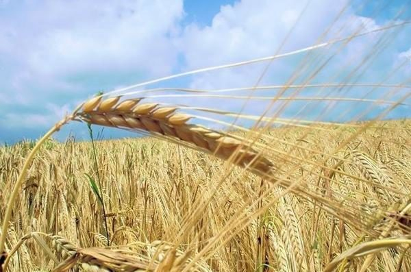 Специалисты Ростовского филиала ФГБУ «Центр оценки качества зерна» выявили партии зерна, зараженного вредителями Специалисты Ростовского филиала ФГБУ «Центр оценки качества зерна» выявили партии зерна, зараженного вредителями