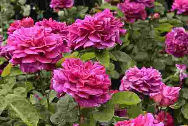 Московский международный Фестиваль «Сады и Люди» состоится в парке Сокольники с 25 июня по 5 июля Московский международный Фестиваль «Сады и Люди» состоится в парке Сокольники с 25 июня по 5 июля