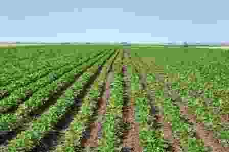 Проект создания агропромышленного кластера по выращиванию и переработке сои в Саратовской области, реализуемый холдингом «Солнечные продукты», поддержал Комитет по АПК «Деловой России» Проект создания агропромышленного кластера по выращиванию и переработке сои в Саратовской области, реализуемый холдингом «Солнечные продукты», поддержал Комитет по АПК «Деловой России»