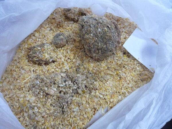 О выявлении более 1,6 тыс. тонн некачественного зародыша кукурузного при отгрузке на экспорт специалистами Ростовского филиала ФГБУ «Центр оценки качества зерна» О выявлении более 1,6 тыс. тонн некачественного зародыша кукурузного при отгрузке на экспорт специалистами Ростовского филиала ФГБУ «Центр оценки качества зерна»