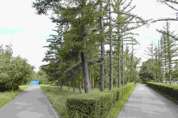 Омские активисты ОНФ предложили создавать новые скверы под компенсационные посадки деревьев Омские активисты ОНФ предложили создавать новые скверы под компенсационные посадки деревьев