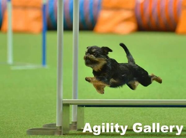 Cборная России (РКФ) заняла 2-е место на чемпионате мира по аджилити 2015 Cборная России (РКФ) заняла 2-е место на чемпионате мира по аджилити 2015