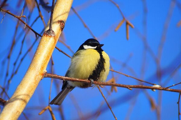 Сибирская орнитологическая конференция соберет в АлтГУ ученых со всей России Сибирская орнитологическая конференция соберет в АлтГУ ученых со всей России