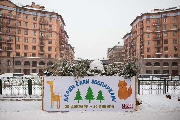 Более 1000 новогодних елей собрано на корм питомцам подмосковных зоопарков Более 1000 новогодних елей собрано на корм питомцам подмосковных зоопарков