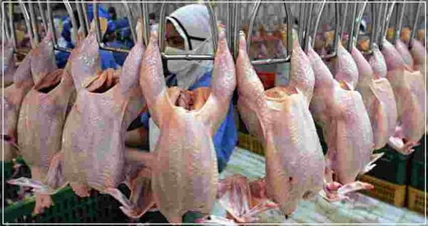 Дезинфекция тушек птицы – есть решение! Дезинфекция тушек птицы – есть решение!