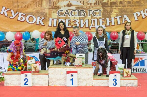 Собаки-пираты, пчелы и даже школьники… Собаки-пираты, пчелы и даже школьники…