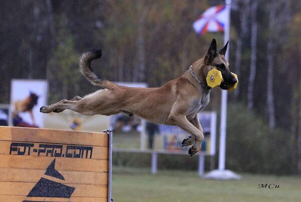 Кубок России по IPO Кубок России по IPO