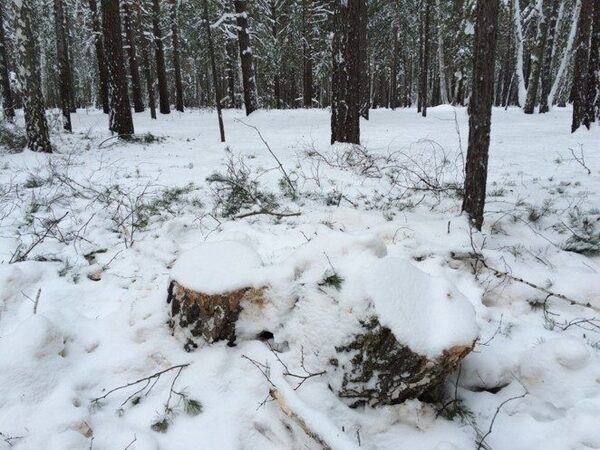 Активисты ОНФ взяли на контроль вырубку леса вблизи Кургана Активисты ОНФ взяли на контроль вырубку леса вблизи Кургана