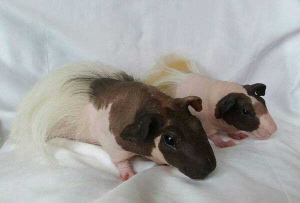 В Перми выведена новая порода морских свинок В Перми выведена новая порода морских свинок