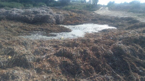 Активисты Народного фронта выявили проблему незаконного слива жидких бытовых отходов в Волгограде Активисты Народного фронта выявили проблему незаконного слива жидких бытовых отходов в Волгограде