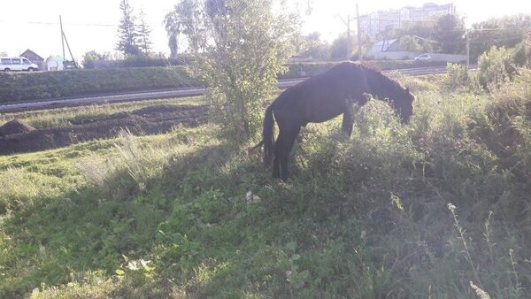 Томская транспортная полиция призывает не оставлять скот без присмотра вблизи железной дороги Томская транспортная полиция призывает не оставлять скот без присмотра вблизи железной дороги