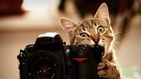 10 способов сделать фото для интернет-магазина самостоятельно 10 способов сделать фото для интернет-магазина самостоятельно