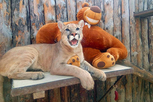 Инкубатор «Швабе» продолжает спасать животных в зоопарке Екатеринбурга Инкубатор «Швабе» продолжает спасать животных в зоопарке Екатеринбурга