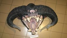 Перевозка груза из параллельной реальности реализована экспертами ACEX Перевозка груза из параллельной реальности реализована экспертами ACEX