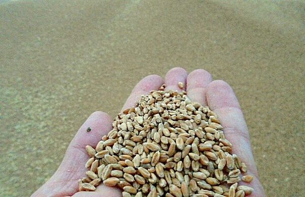 В сентябре через Ростовский речной порт на экспорт ушло около 271 тыс. тонн сельхозгрузов В сентябре через Ростовский речной порт на экспорт ушло около 271 тыс. тонн сельхозгрузов