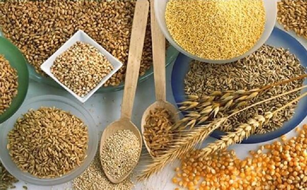 Выявление специалистами Ростовского филиала ФГБУ «Центр оценки качества зерна Выявление специалистами Ростовского филиала ФГБУ «Центр оценки качества зерна